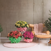 W tym roku najmodniejsze
są odmiany żółte,...