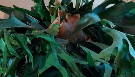 Paproć Placyterium - zielona ozdoba domu