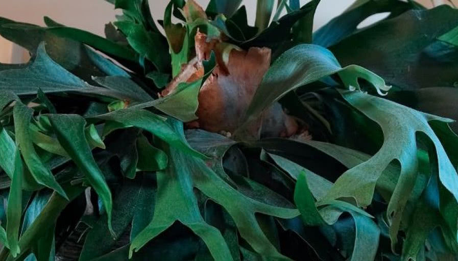 Paproć Placyterium - zielona ozdoba domu