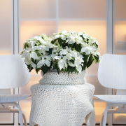 W tym roku najmodniejsze
są odmiany żółte,...