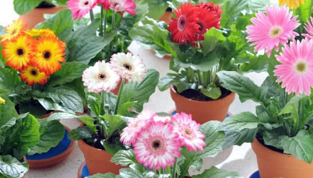 Gerbera - doniczkowa i w wazonie