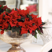 W tym roku najmodniejsze
są odmiany żółte,...