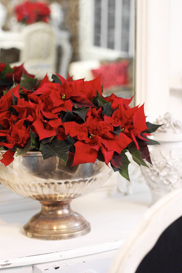 Czerwona gwiazda betlejemska