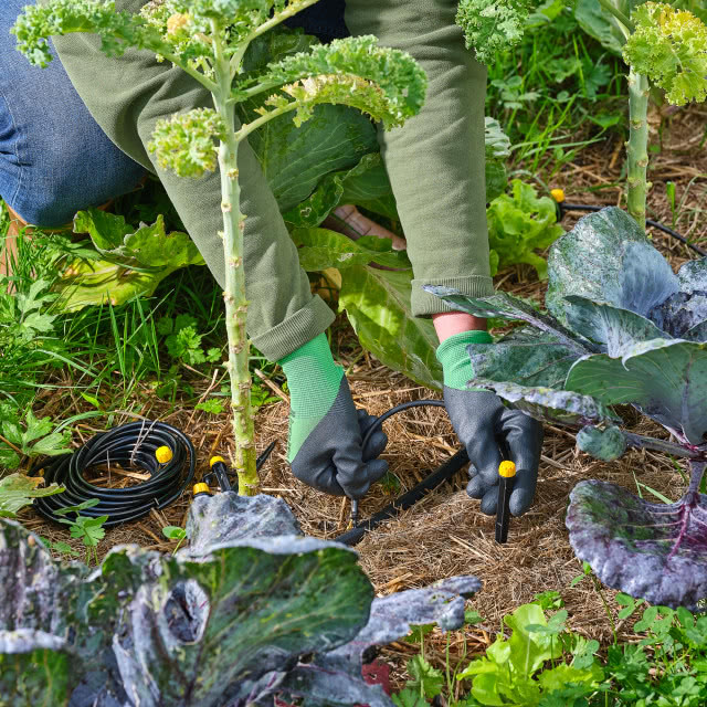 podlewanie warzywnika