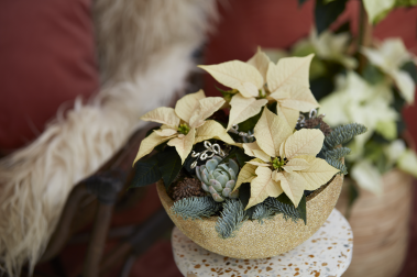 Kwiaty grudniowej nocy