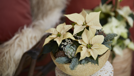 Kwiaty grudniowej nocy