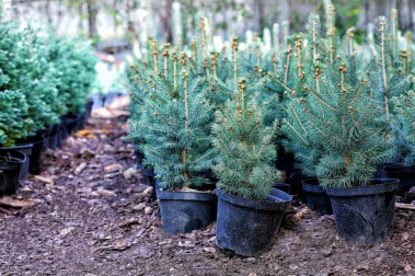 Żywa choinka w doniczce - jaką wybrać i jak o nią dbać?