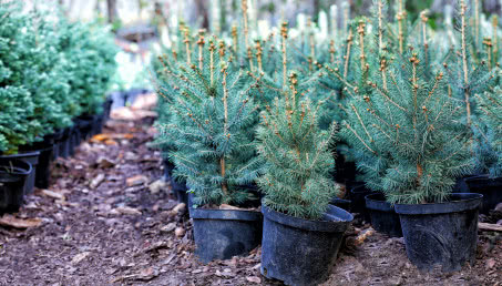 Żywa choinka w doniczce - jaką wybrać i jak o nią dbać?