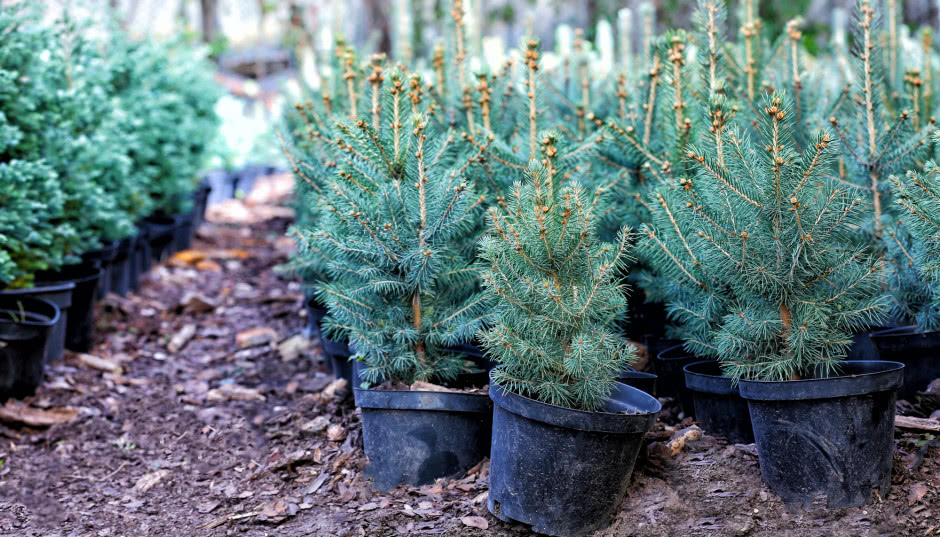 Żywa choinka w doniczce - jaką wybrać i jak o nią dbać?