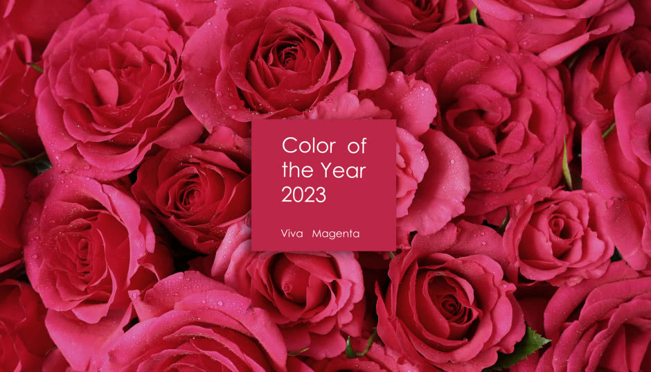 Różowe kwiaty - gatunki roślin w kolorze roku 2023