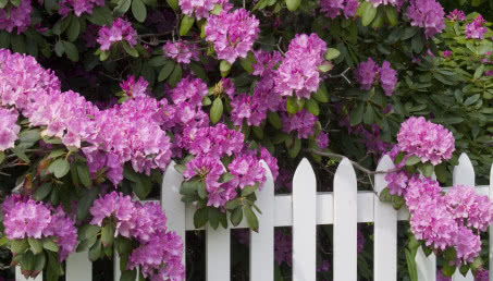 Ulubiony krzew działkowców - jak uprawiać i pielęgnować rododendron?