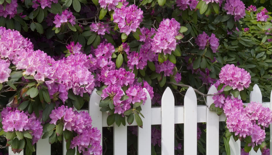 Ulubiony krzew działkowców - jak uprawiać i pielęgnować rododendron?