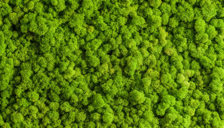 Chrobotek reniferowy - uprawa i pielęgnacja. Czy mech w domu wymaga dużo pracy? 