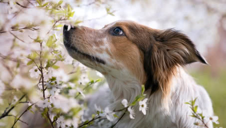 Tych gatunków kwiatów nie sadź w ogrodzie, jeśli masz psa! Lista trujących roślin