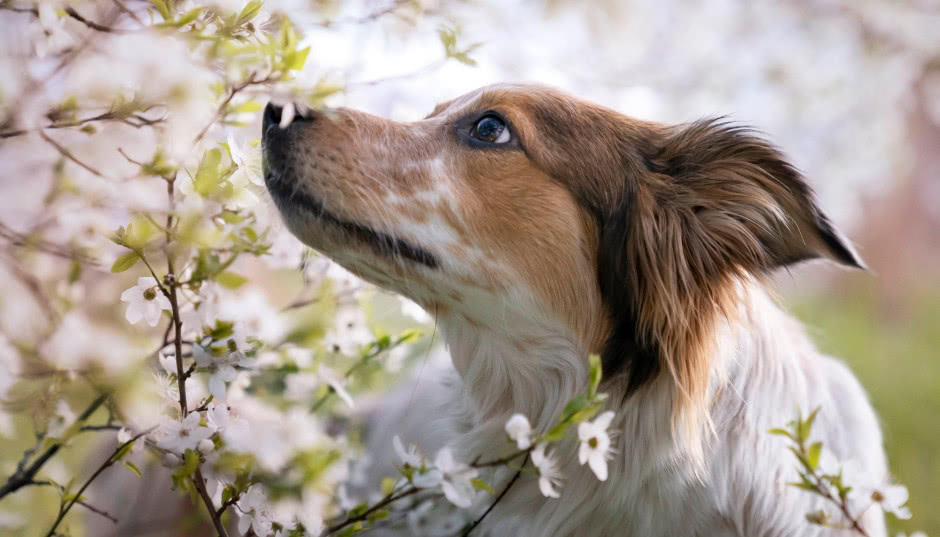 Tych gatunków kwiatów nie sadź w ogrodzie, jeśli masz psa! Lista trujących roślin