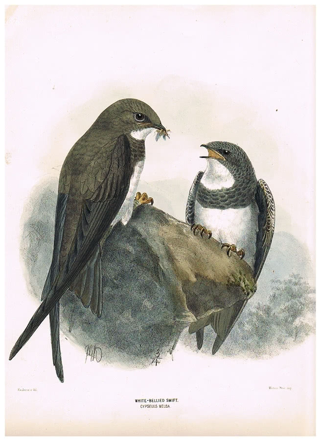 "Stubenvogel II" (1908), chromolitografia, 24 x...