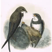 "Nocne ptaki" (1997), olej na płótnie, 201 x 130...