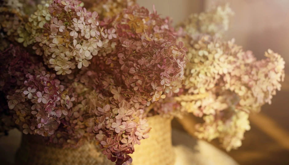 Jak suszyć hortensje, żeby nie straciły koloru? Ten prosty zabieg sprawi, że efekt Cię zachwyci