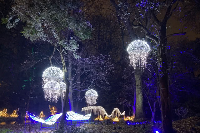 magiczny botaniczny - meduzy