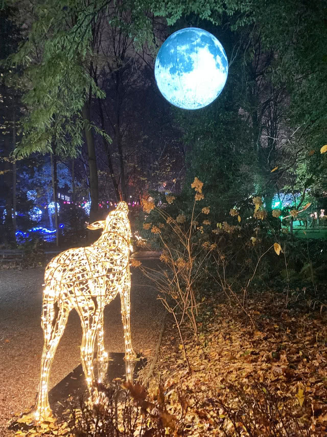 magiczny botaniczny - wilk