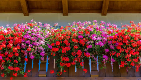 Rośliny na taras - 10 gatunków łatwych w uprawie