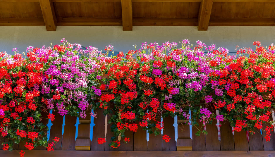 Rośliny na taras - 10 gatunków łatwych w uprawie