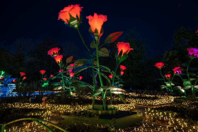 ogrody w Wilanowie - ogród różany