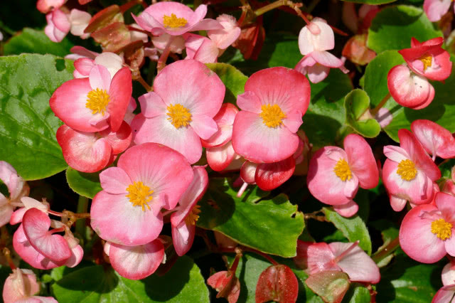 begonia jasnoróżowa 
