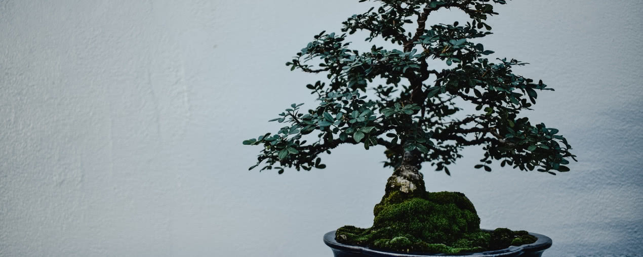 Drzewko bonsai - jak je pielęgnować w domowym zaciszu?