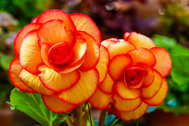 begonia pomarańczowa w zbliżeniu