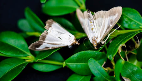 Ćma bukszpanowa - jak wygląda, kiedy atakuje i jak ją zwalczyć?