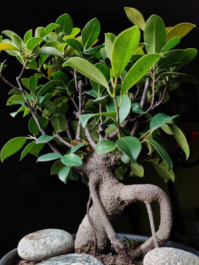 drzewko bonsai