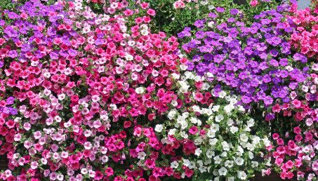 Czy surfinia lubi słońce? Sprawdź jak uprawiać petunię zwisającą!
