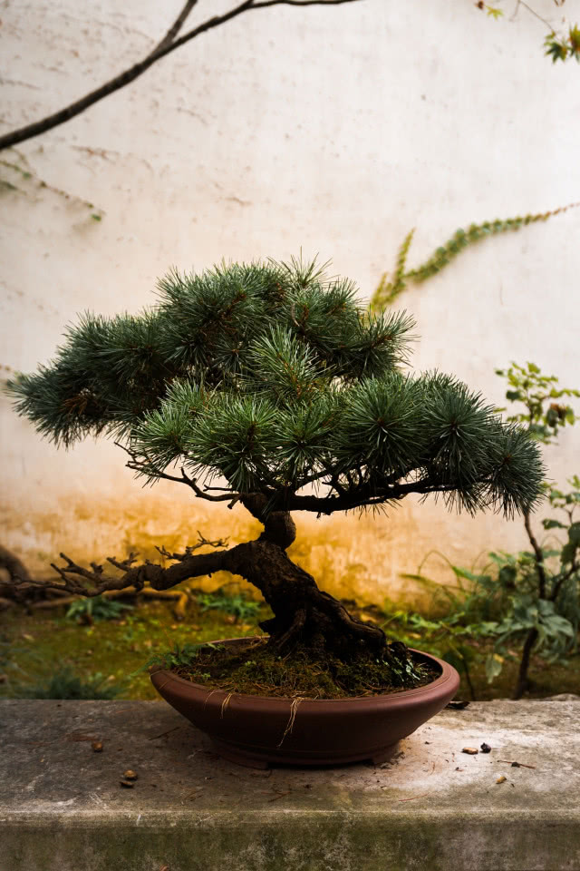 drzewko bonsai