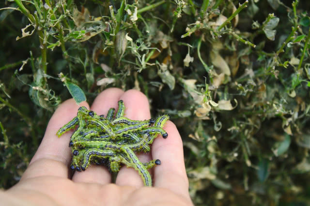 ćma bukszpanowa gąsienice