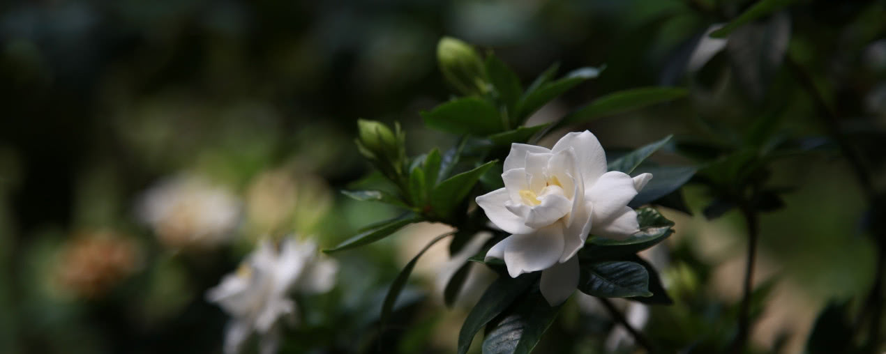 Gardenia jaśminowata - poradnik uprawy gardenii w doniczce