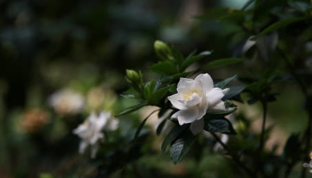 Gardenia jaśminowata - poradnik uprawy gardenii w doniczce