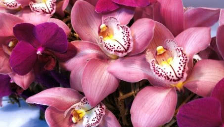 Storczyki o stu twarzach