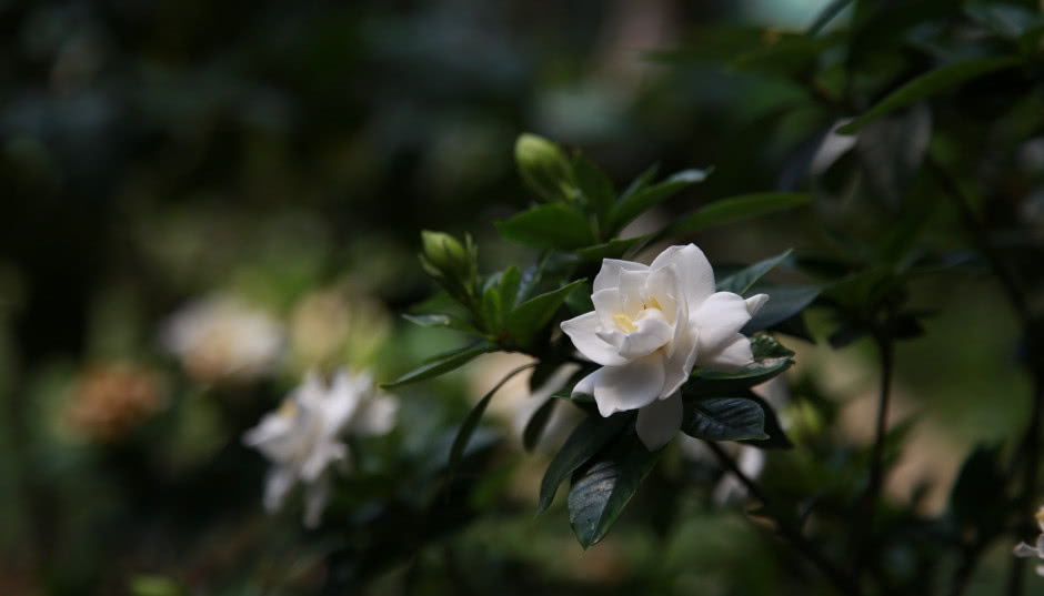 Gardenia jaśminowata - poradnik uprawy gardenii w doniczce