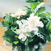 fot. Flora Dania