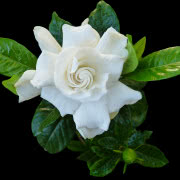 fot. Flora Dania