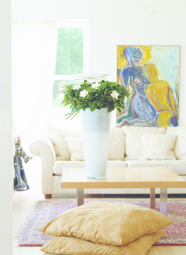 Gardenia w wysokiej doniczce