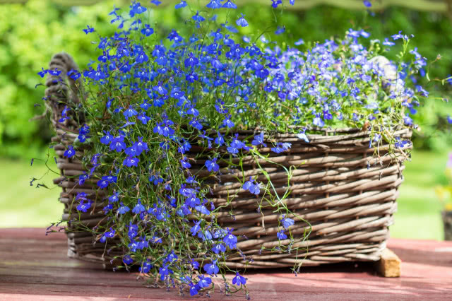 niebieska lobelia w koszu