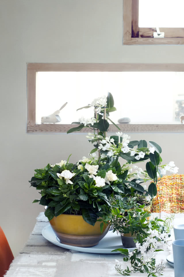 Gardenia i inne kwiaty