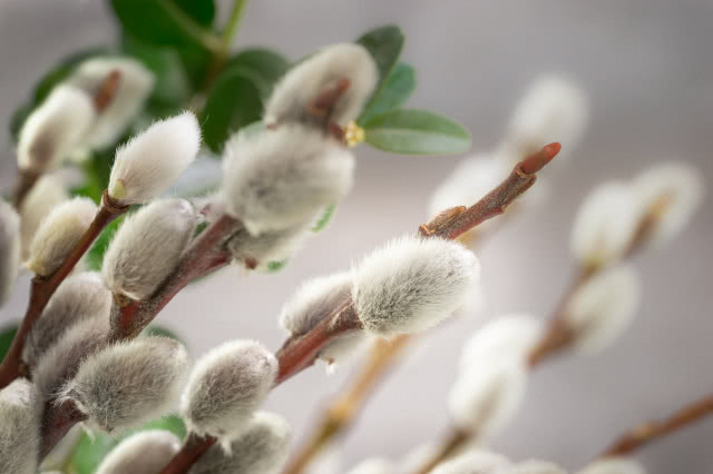 bazie, kotki, widok z bliska