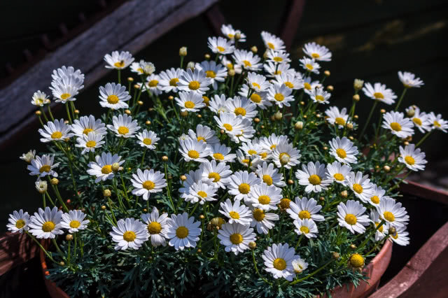 margerytka w skrzynce widziana z góry