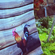 KUKU.RYKU, czyli pościel z kogutem, to ukłon HUG...