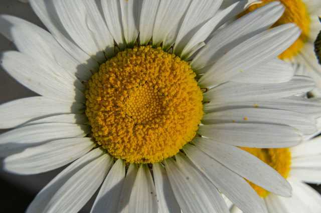 margerytka, zbliżenie za płatki z żółtym środkeim