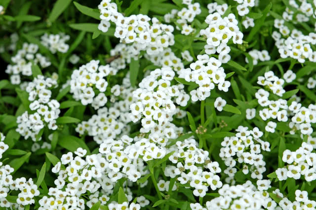 smagliczka z liśćmi