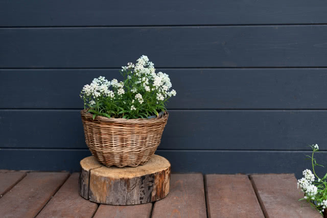 smagliczka w koszy na tle niebieskiej ściany